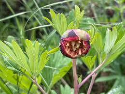 Attēlu rezultāti vaicājumam “Paeoniaceae”