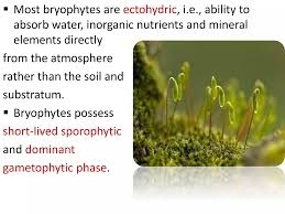 Attēlu rezultāti vaicājumam “Paraleucobryum longifolium sporophyte”