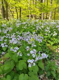 Attēlu rezultāti vaicājumam “Lunaria rediviva”