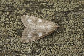 Attēlu rezultāti vaicājumam “Udea olivalis”