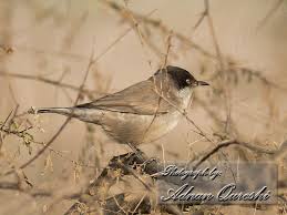 Image result for Sylvia hortensis