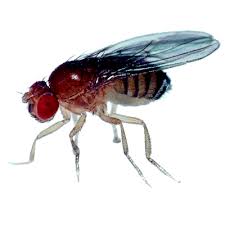 Attēlu rezultāti vaicājumam “Drosophila melanogaster”