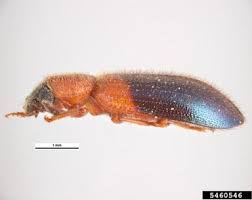 Attēlu rezultāti vaicājumam “Necrobia violacea”