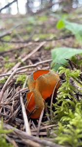 Attēlu rezultāti vaicājumam “Caloscypha fulgens”