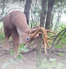 Image result for Old Oundle Bowman Archery Club