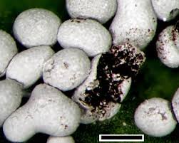 Attēlu rezultāti vaicājumam “Physarum bitectum”