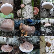 Attēlu rezultāti vaicājumam “Piptoporus betulinus”