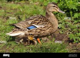 Attēlu rezultāti vaicājumam “Anas platyrhynchos female”