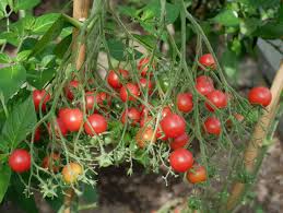 Afbeeldingsresultaat voor rose quartz tomato