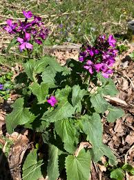 Attēlu rezultāti vaicājumam “Lunaria annua leaf”