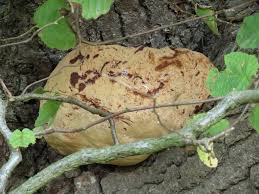 Attēlu rezultāti vaicājumam “Mycosphaerella millegrana”