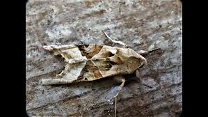 Attēlu rezultāti vaicājumam “Phlogophora meticulosa”