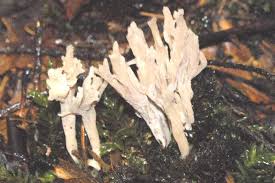 Attēlu rezultāti vaicājumam “Thelephora palmata”