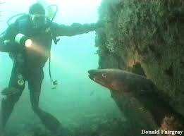 Image result for British Conger Club