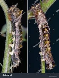 Attēlu rezultāti vaicājumam “Thyatira batis larva”