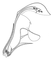 Attēlu rezultāti vaicājumam “Lamium album flower”