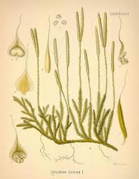 Attēlu rezultāti vaicājumam “Lycopodiaceae”