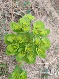 Attēlu rezultāti vaicājumam “Euphorbia helioscopia leaf”