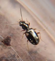 Attēlu rezultāti vaicājumam “Bembidion quadrimaculatum”