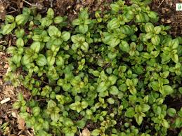 Attēlu rezultāti vaicājumam “Thymus pulegioides leaf”