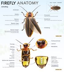 Image result for Acroteriobatus blochii