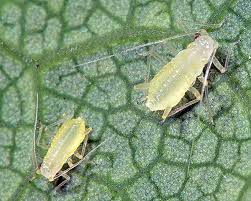 Attēlu rezultāti vaicājumam “Drepanosiphum platanoidis exuvia”