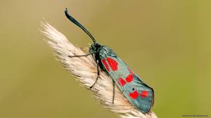 Attēlu rezultāti vaicājumam “Zygaena filipendulae”