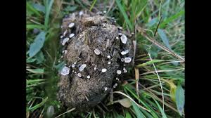 Attēlu rezultāti vaicājumam “Poronia punctata”