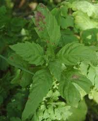 Image result for Chenopodium ambrosioides