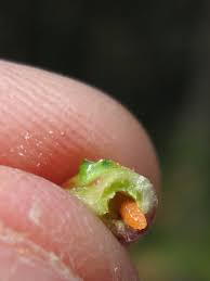 Attēlu rezultāti vaicājumam “Harmandia”