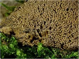 Attēlu rezultāti vaicājumam “Diderma radiatum young”