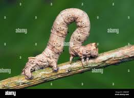 Attēlu rezultāti vaicājumam “Odontopera bidentata”