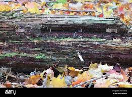 Attēlu rezultāti vaicājumam “Cribraria purpurea”