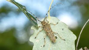 Attēlu rezultāti vaicājumam “Saperda carcharias”