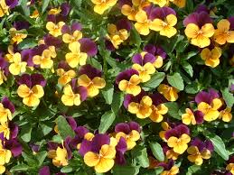 Attēlu rezultāti vaicājumam “Viola tricolor”