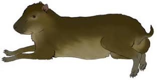 Attēlu rezultāti vaicājumam “Sacchiphantes abietis exuvia”