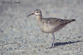 Image result for Numenius minutus