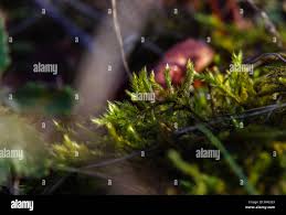 Attēlu rezultāti vaicājumam “Bryum pallescens sporophyte”