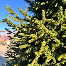 Attēlu rezultāti vaicājumam “Picea orientalis”