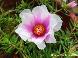 Attēlu rezultāti vaicājumam “Portulaca oleracea flower”