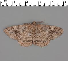 Attēlu rezultāti vaicājumam “Alcis repandata”