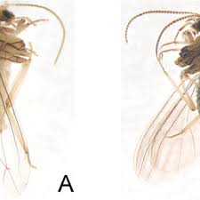 Attēlu rezultāti vaicājumam “Coniopterygidae”