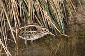 Image result for Lymnocryptes minimus