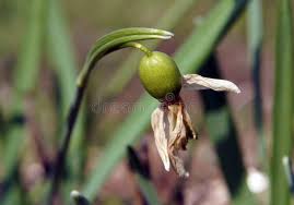 Attēlu rezultāti vaicājumam “Galanthus nivalis fruit”
