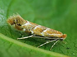 Attēlu rezultāti vaicājumam “Cameraria ohridella”