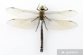 Attēlu rezultāti vaicājumam “Anax parthenope”