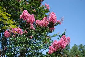Image result for Lagerstroemia