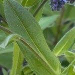 Attēlu rezultāti vaicājumam “Myosotis sylvatica leaf”