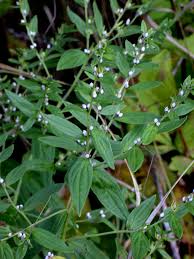 Attēlu rezultāti vaicājumam “Lithospermum officinale leaf”
