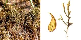 Attēlu rezultāti vaicājumam “Drepanocladus lycopodioides”